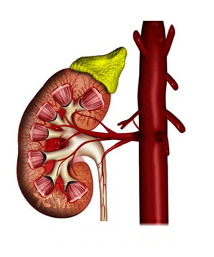 Normal kidney